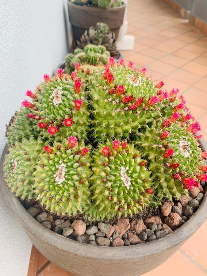 Ferienwohnung Fiori Dell Etna Mascalucia Exterior foto